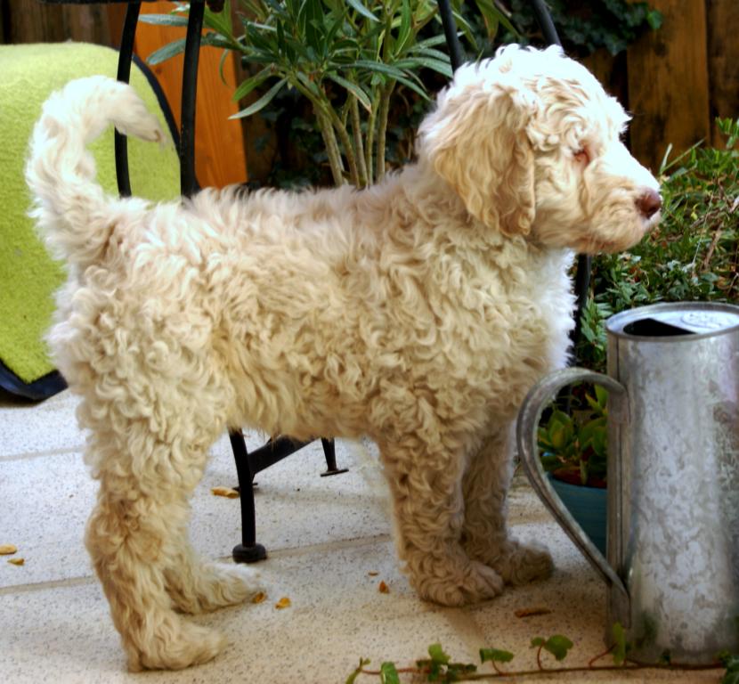australian labradoodle